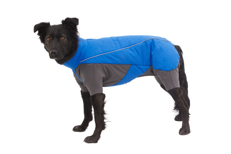 0568_Vert-Coverall_Blue-Pool_On-Dog_SMALL_5f329a1e-8c0b-4924-8b31-ea410195b0a0.png