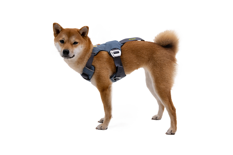 30602_Load-Up-Harness_Slate-Blue_Peyton_XXSmall_No-Text.png