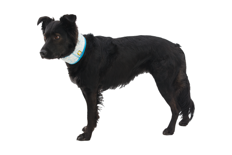 CompressedPNG-05461_Swamp-Cooler-Neck-Gaiter_Biolumin-Blue_On-Dog_STUDIO.png